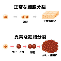 細胞分裂