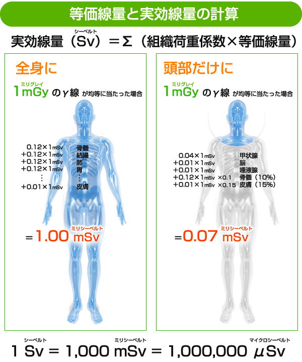 等価線量と実効線量の計算