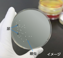 その他のがん検査 生物診断 がん検査と基礎知識 Pet検査ネット